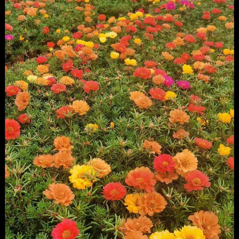 太阳花