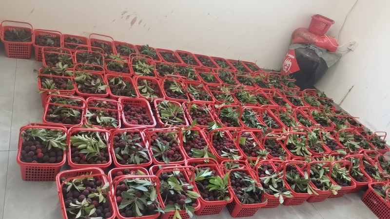 黑炭杨梅