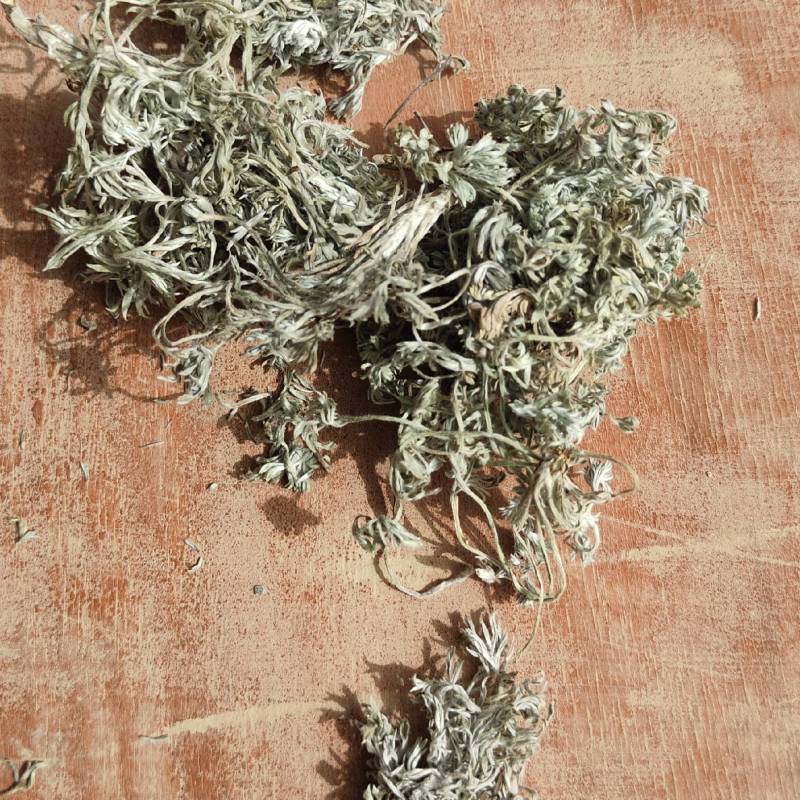 茵陈，纯前期货