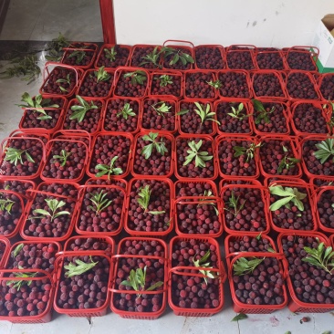 黑炭杨梅