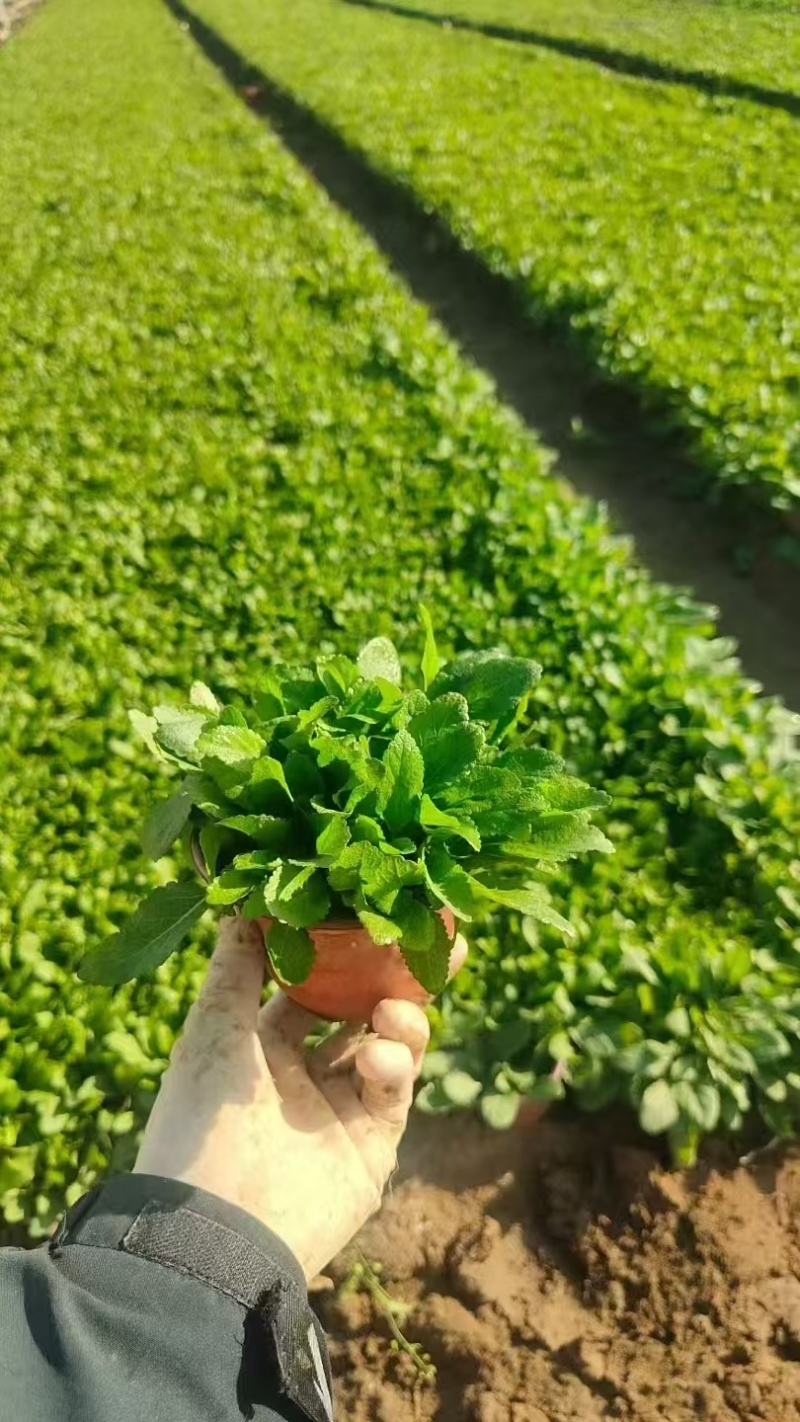 地被鼠尾草