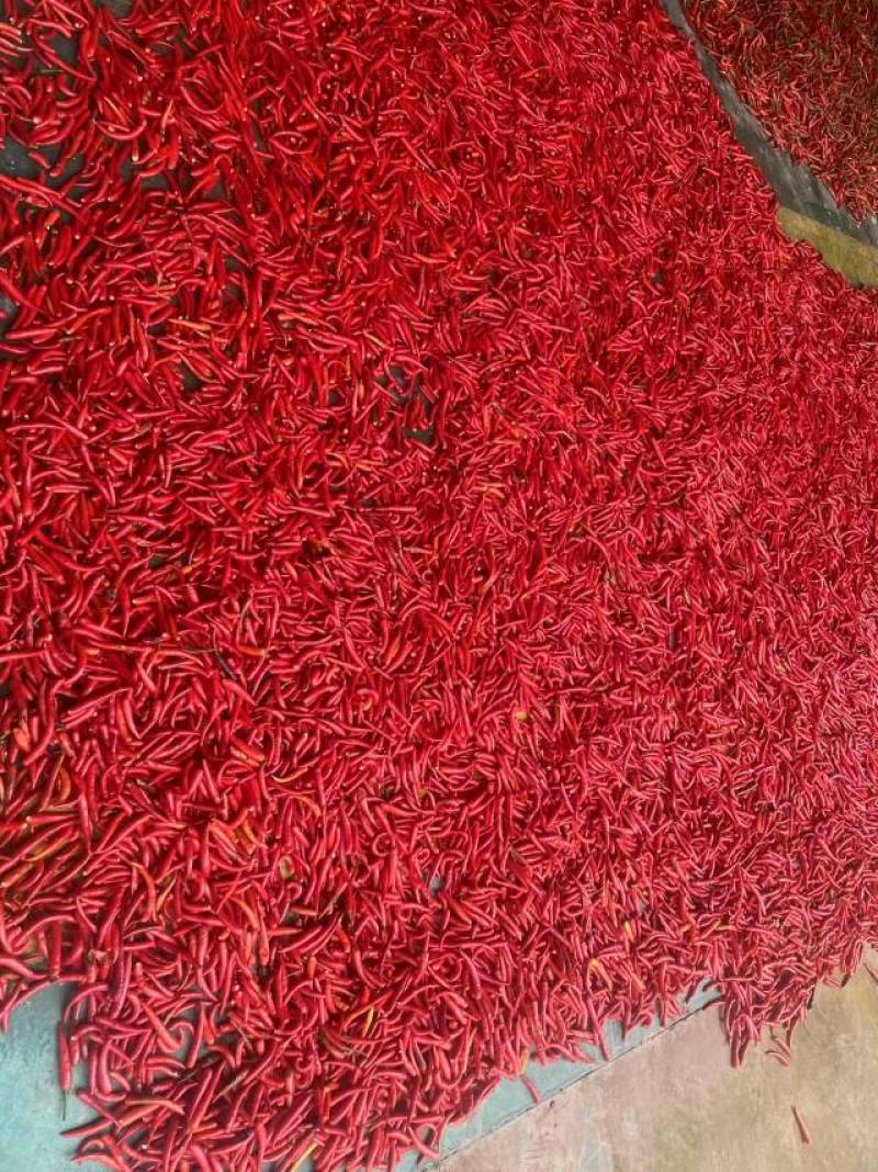 光头小米辣大量供应
