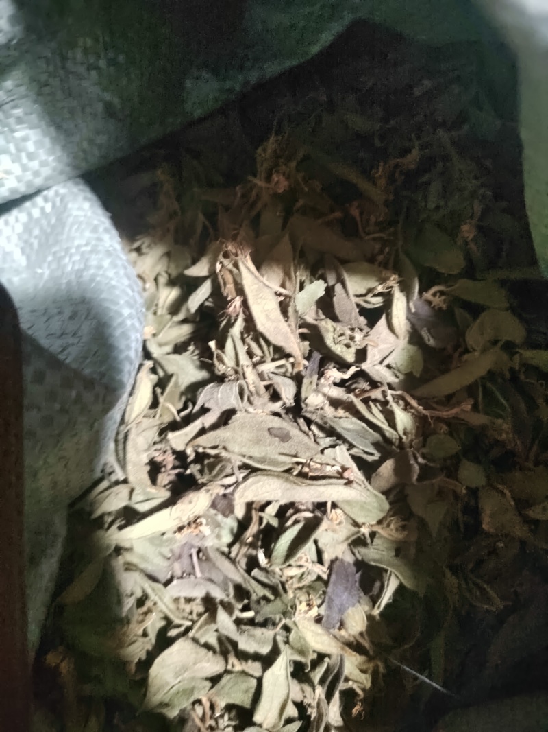 金银花叶子\头子