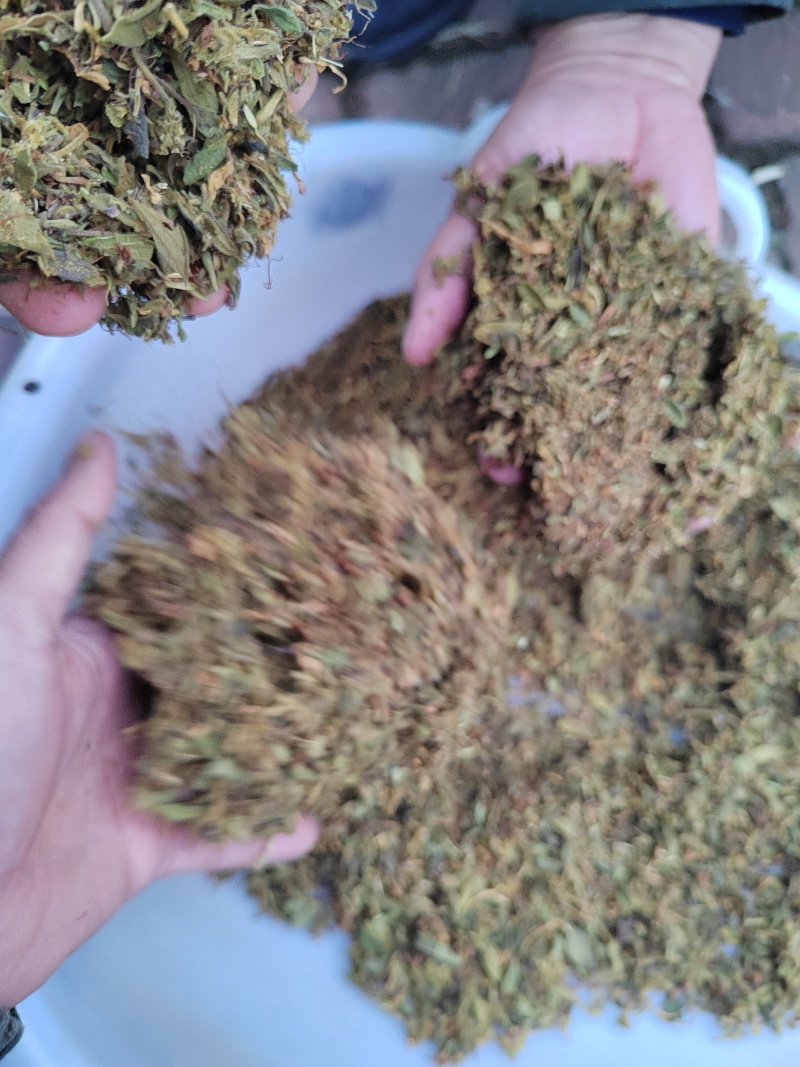 金银花叶子\头子