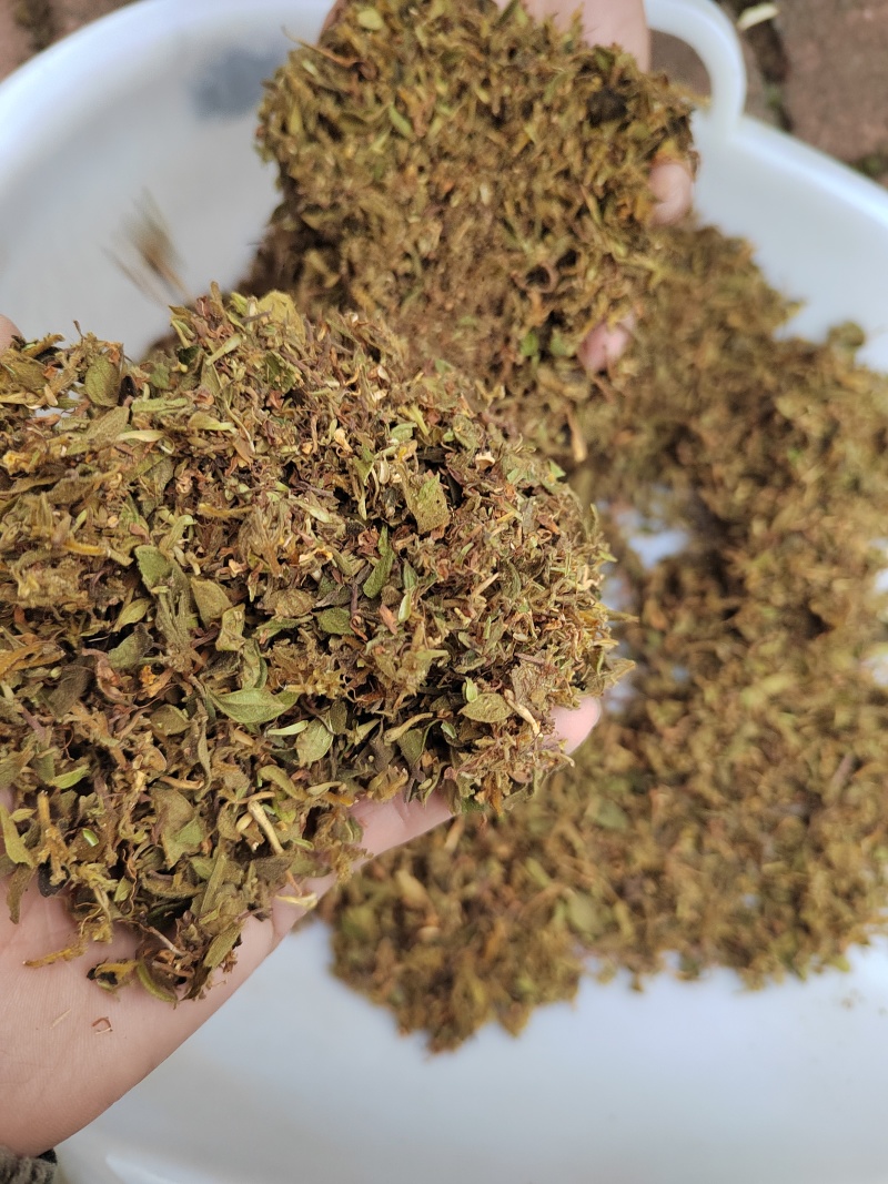 金银花叶子\头子