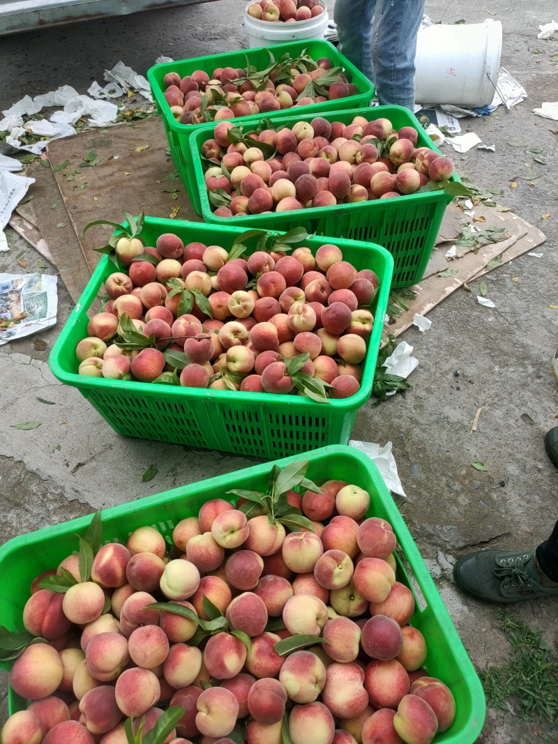 四川乐山自贡基地批发精品大的桃子。半斤以上，口感好颜色好
