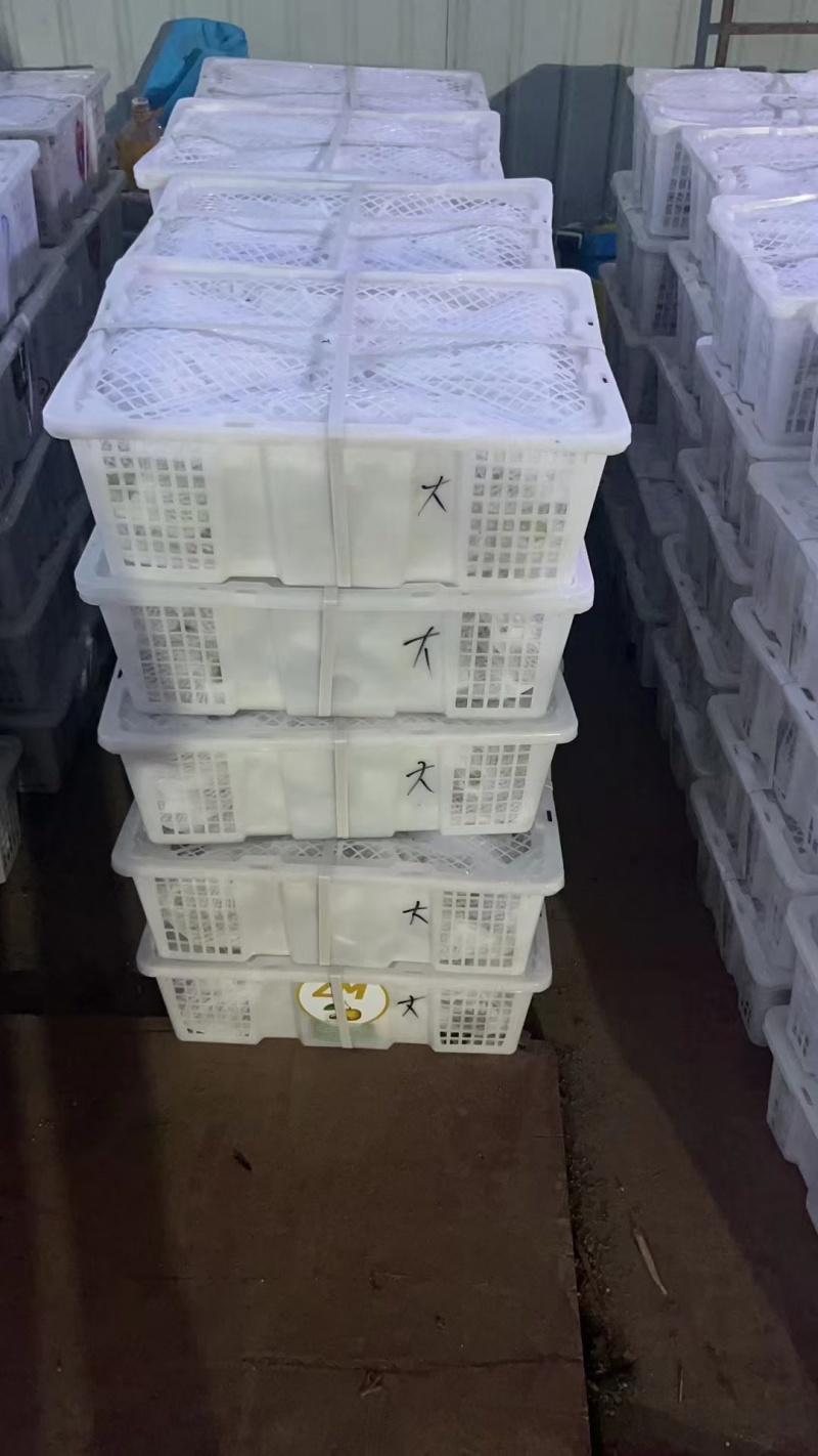 云南老树无花果，现摘现发，空运直达，全年供应，200斤起批