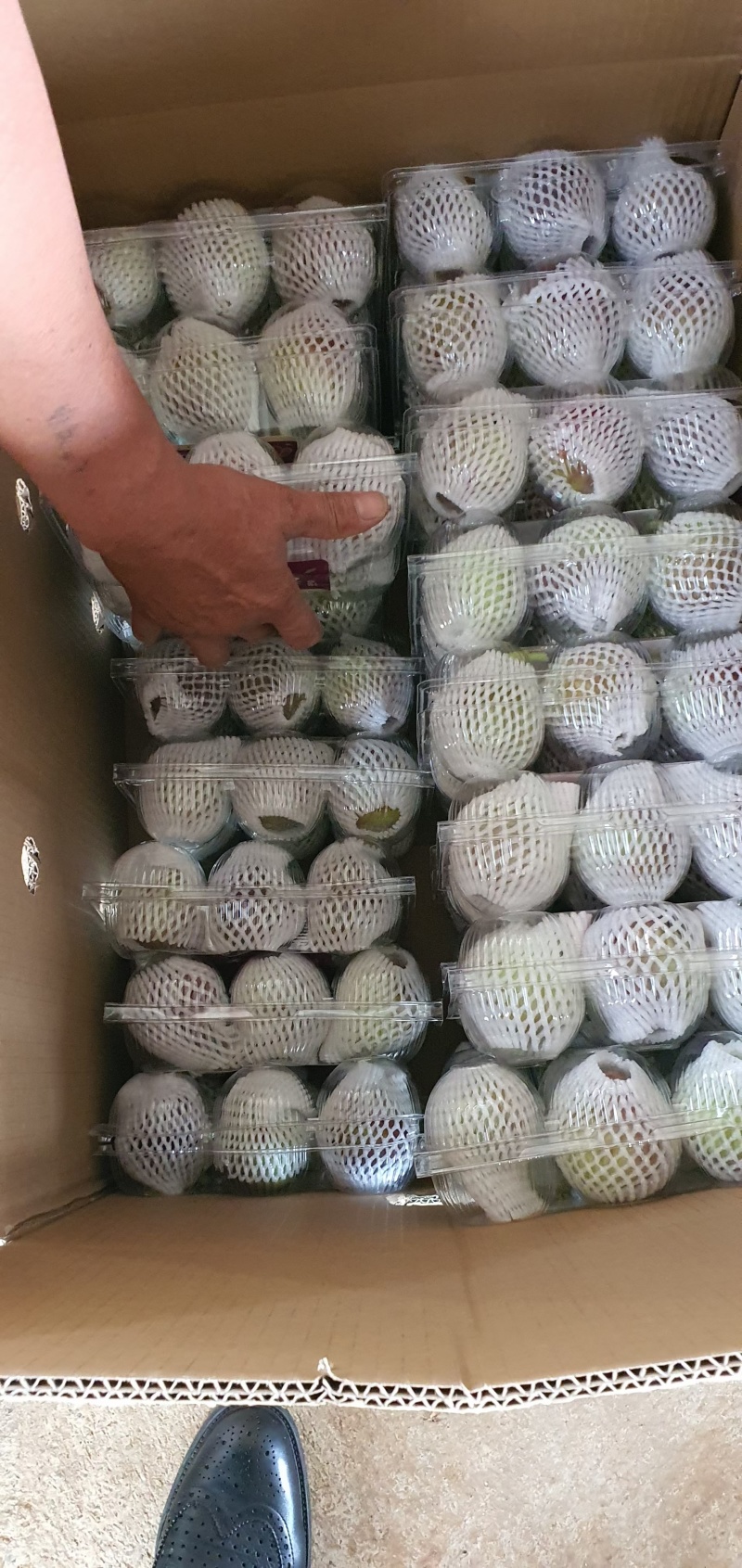 云南老树无花果，现摘现发，空运直达，全年供应，200斤起批
