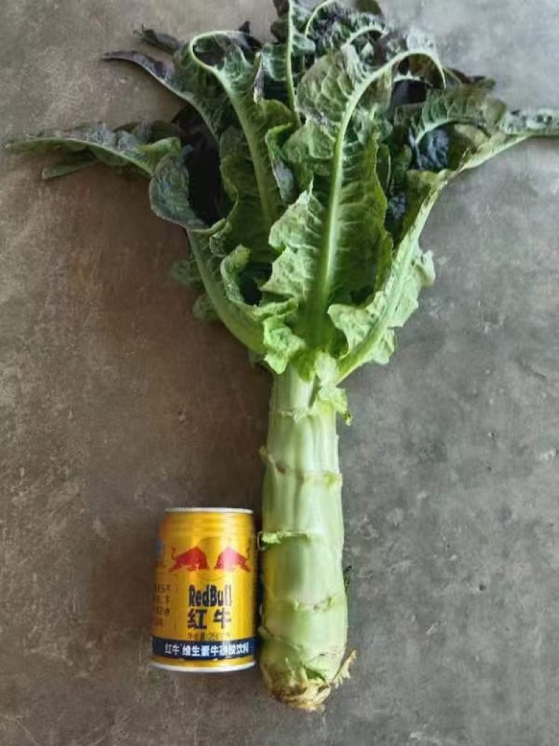 大量红笋上市