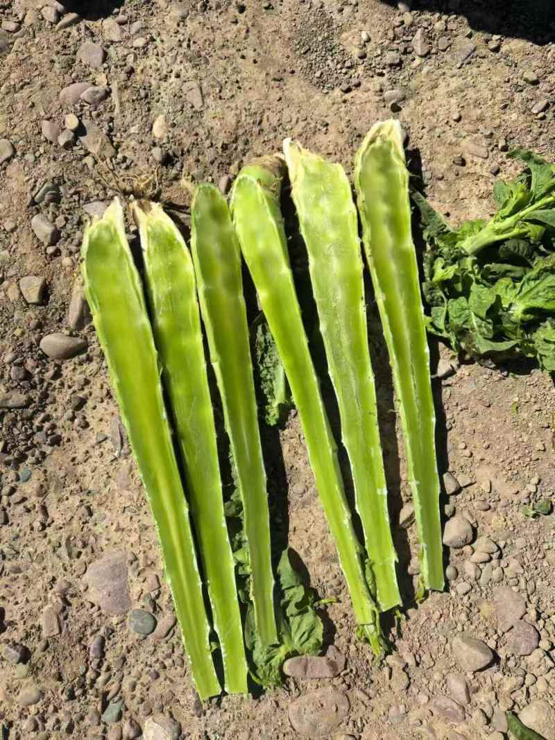 大量红笋上市