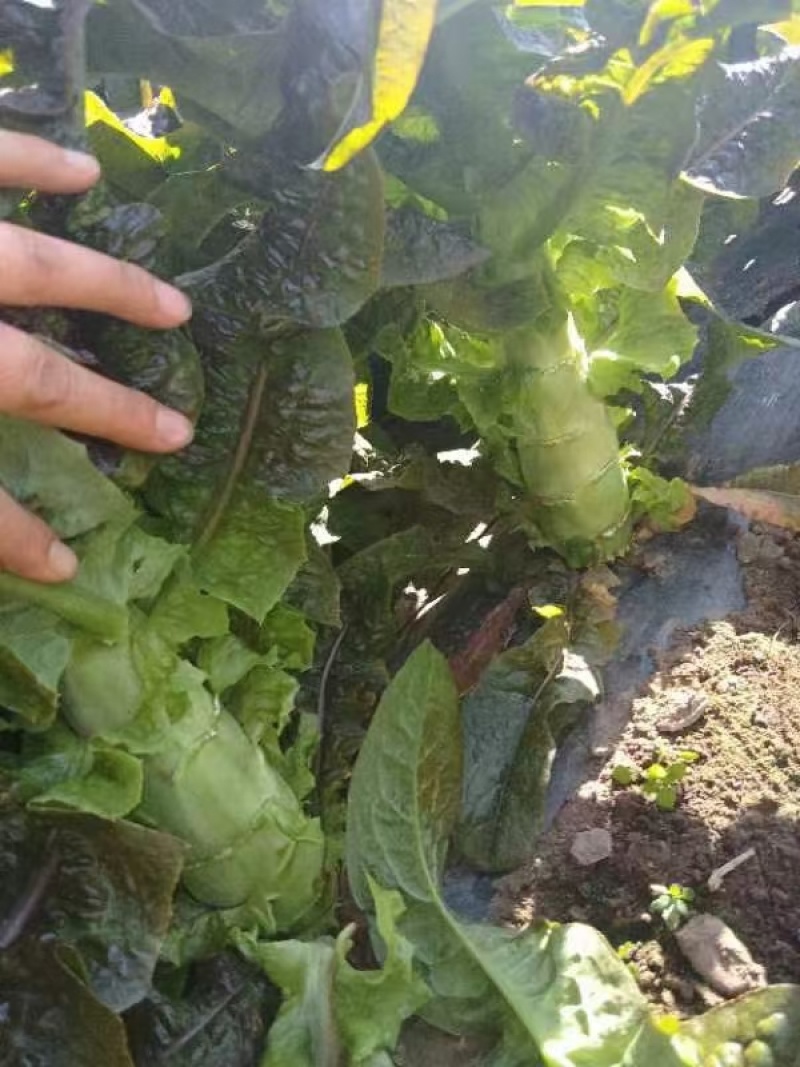 大量红笋上市