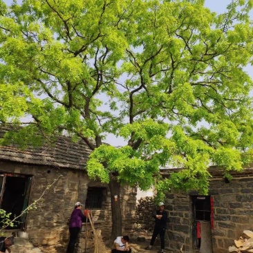 大皂角树
