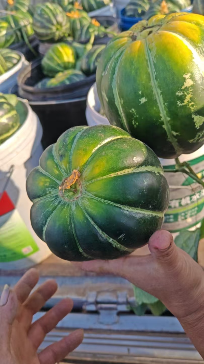 马蹄面瓜甜瓜