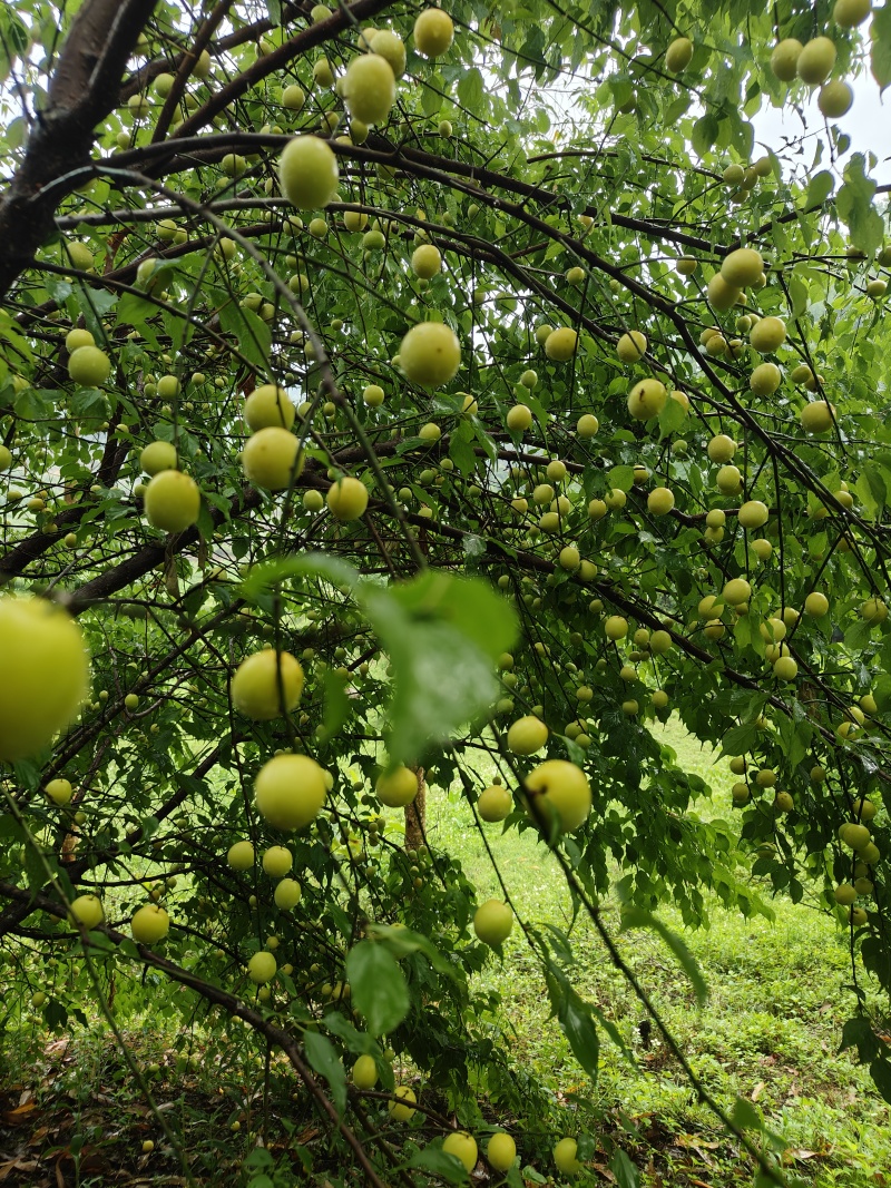 青梅酸梅大量上市