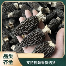 羊肚菌六妹头茬新货肉厚产地批发一斤起批对接全国包邮