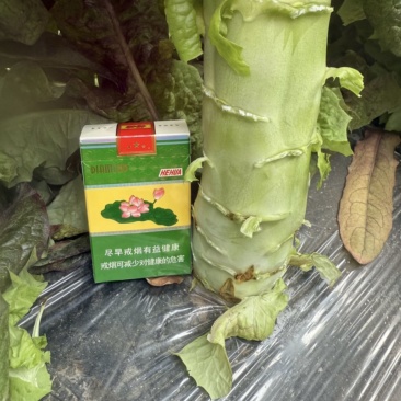 甘肃精品莴笋