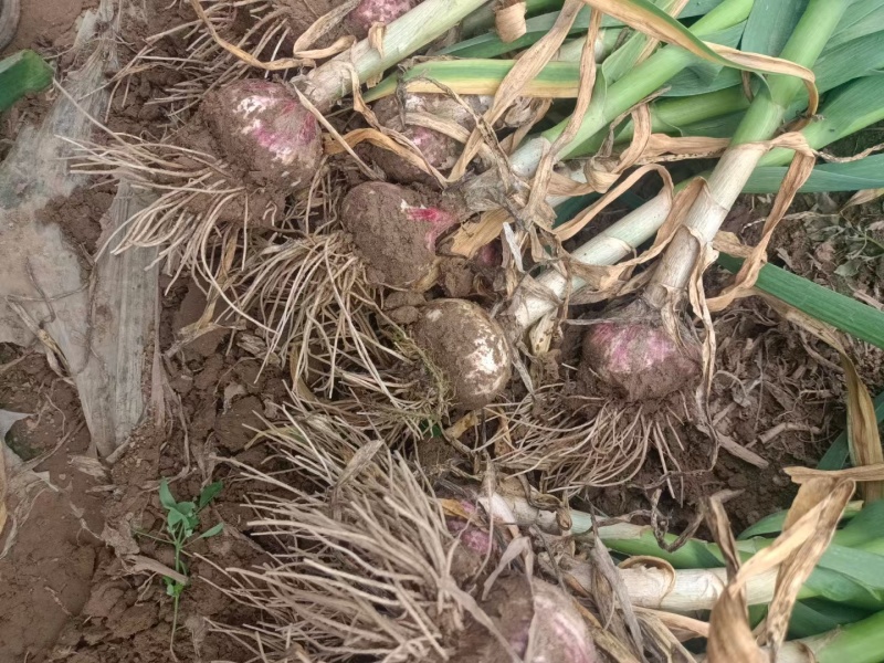 河北饶阳紫皮大蒜，头大苗绿，质量好价格低现挖现发