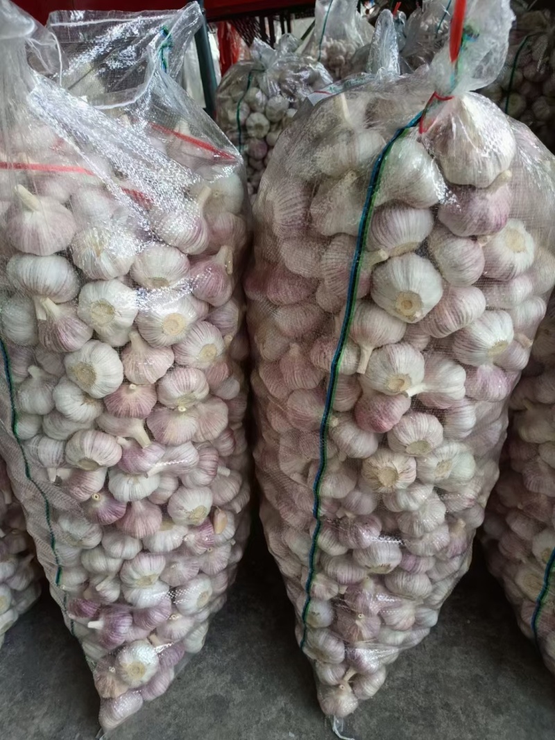 山东大蒜金乡大蒜产地直销量大从优质量有保证