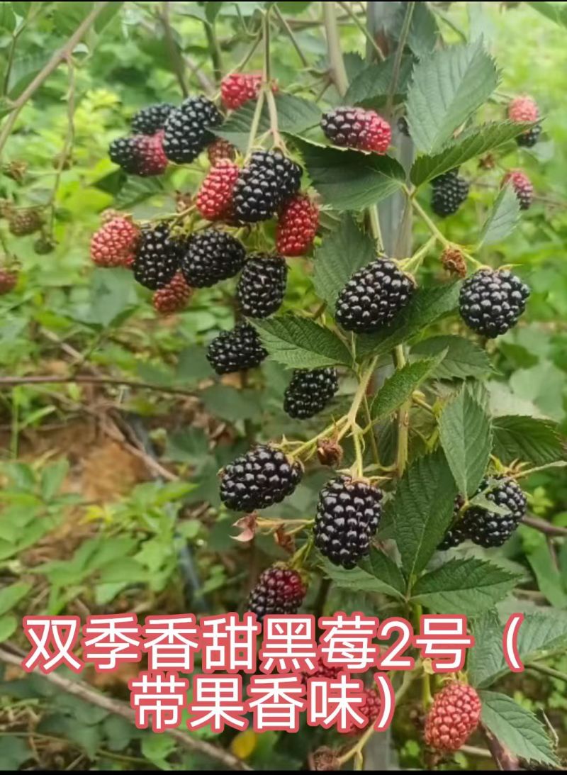 2025新品玲珑黄泡玲珑黑泡苗，红树莓黑树莓一件代发