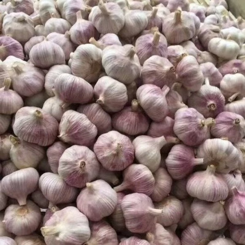 山东大蒜金乡大蒜量大从优价格便宜质量有保证