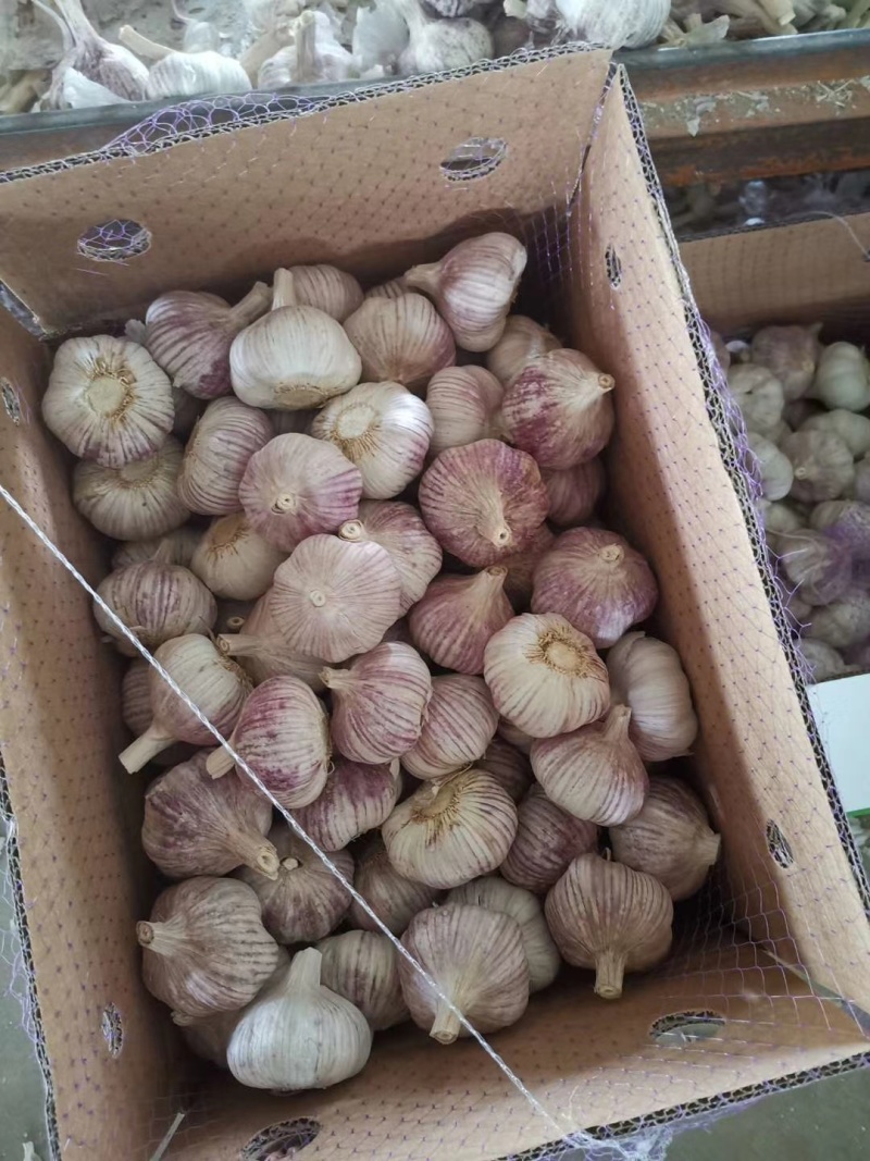 山东大蒜金乡大蒜量大从优价格便宜质量有保证