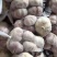 山东大蒜金乡大蒜量大从优价格便宜质量有保证