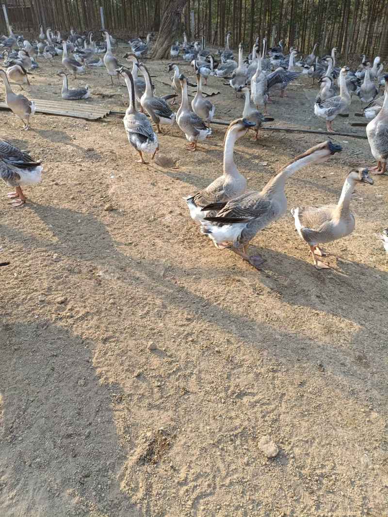 麻鸭批发收购质量保证量大价优支持视频看货欢迎来