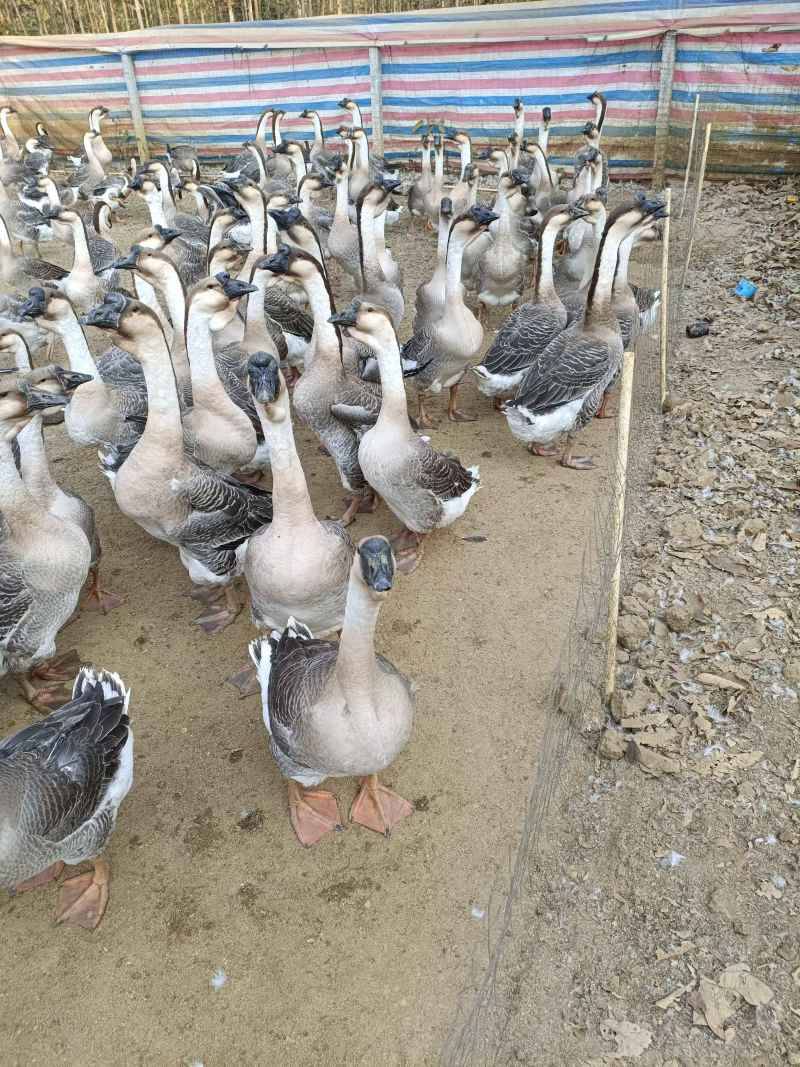 麻鸭批发收购质量保证量大价优支持视频看货欢迎来