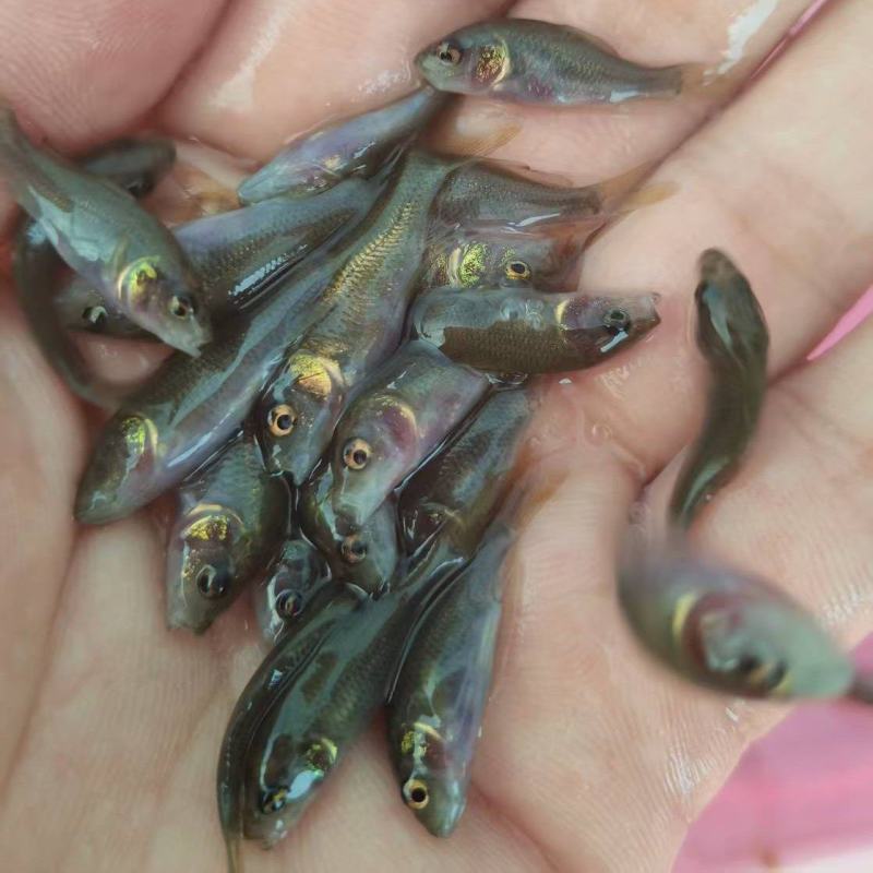 禾花鲤鱼苗荷花鲤鱼稻田乌鲤鱼低耗氧杂食性易养殖