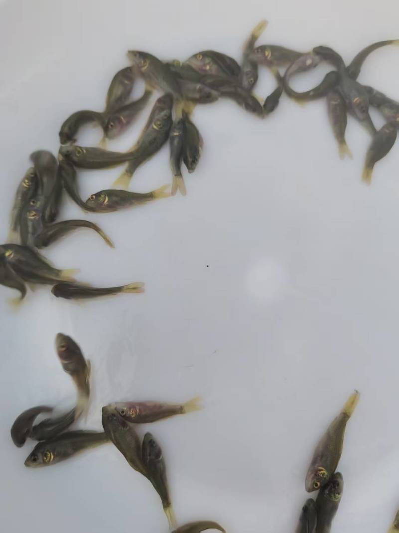 禾花鲤鱼苗荷花鲤鱼稻田乌鲤鱼低耗氧杂食性易养殖