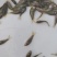 禾花鲤鱼苗荷花鲤鱼稻田乌鲤鱼低耗氧杂食性易养殖