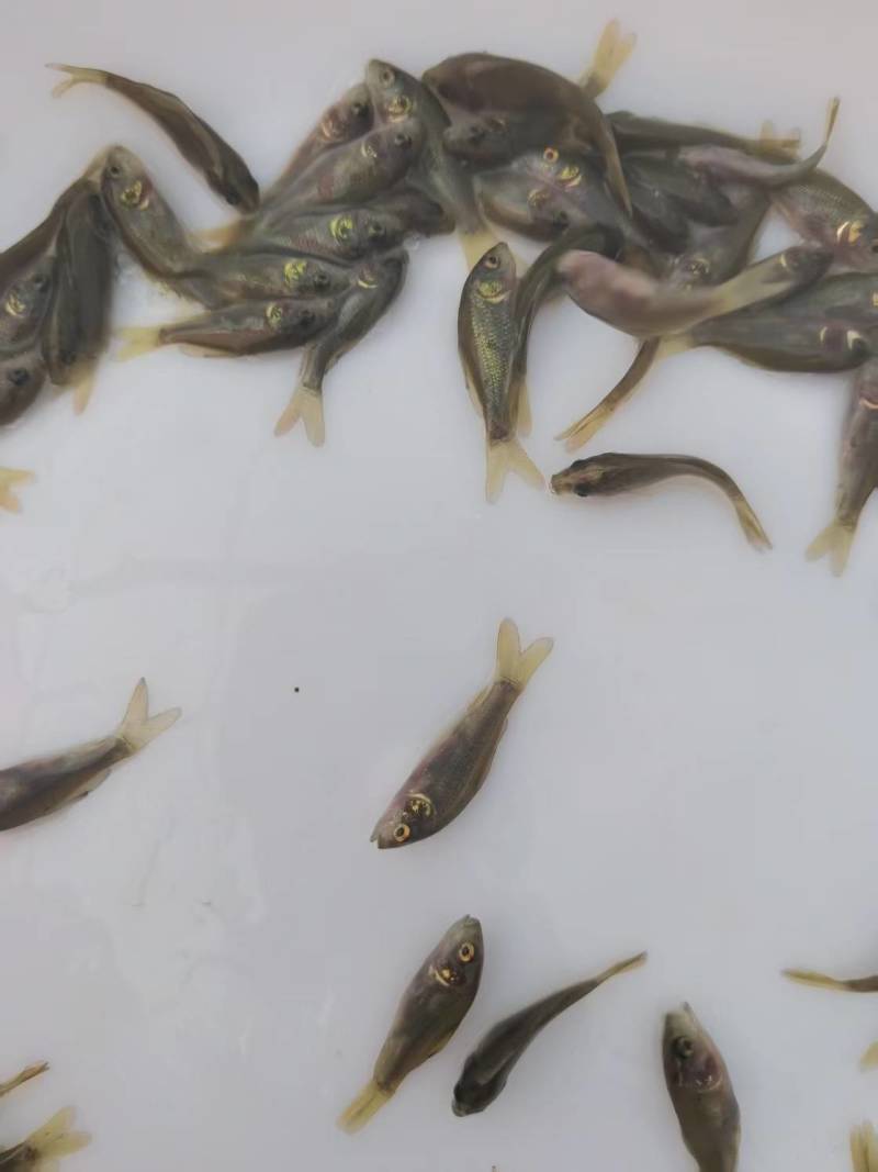 禾花鲤鱼苗荷花鲤鱼稻田乌鲤鱼低耗氧杂食性易养殖