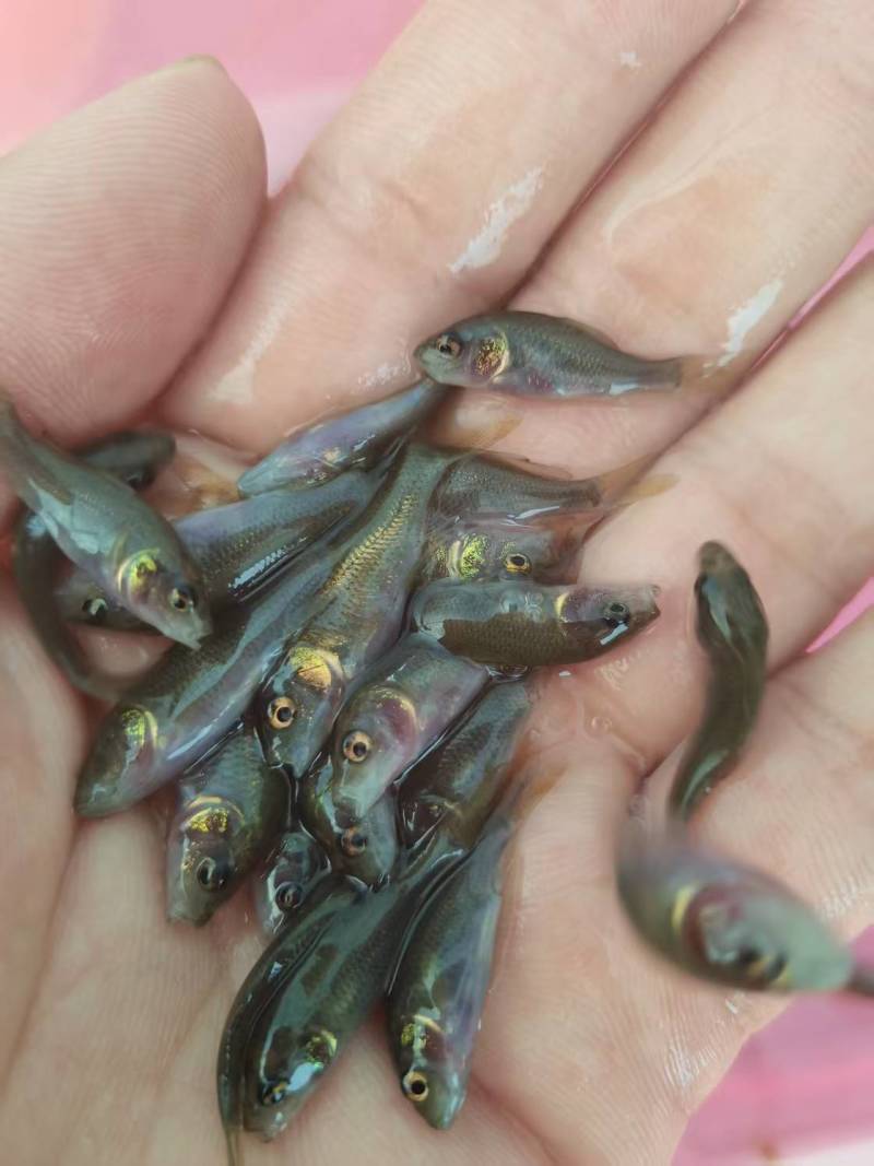 禾花鲤鱼苗荷花鲤鱼稻田乌鲤鱼低耗氧杂食性易养殖