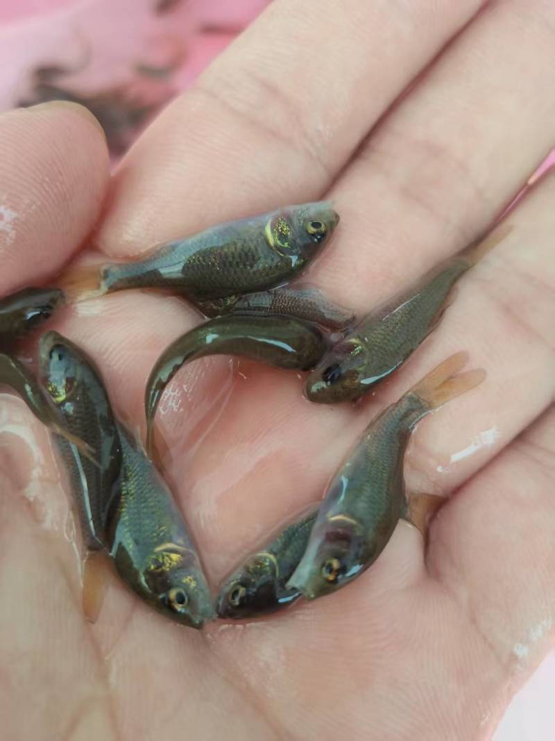 禾花鲤鱼苗荷花鲤鱼稻田乌鲤鱼低耗氧杂食性易养殖