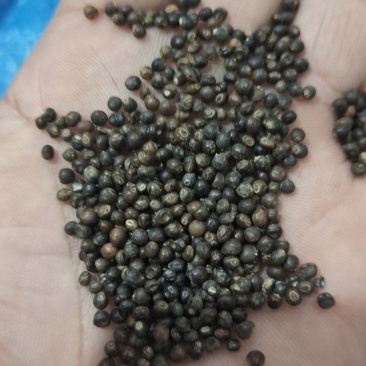 小叶红皮千斤拔种子供应产地一手货源