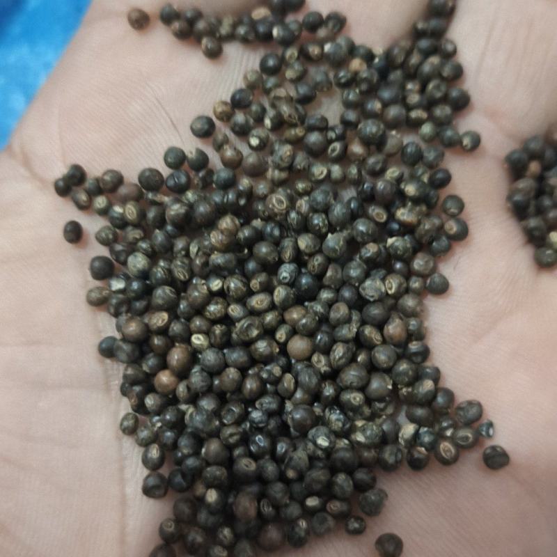 小叶红皮千斤拔种子供应产地一手货源