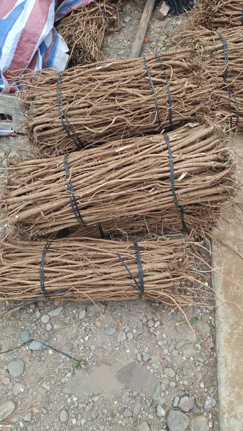 小叶红皮千斤拔种子供应产地一手货源