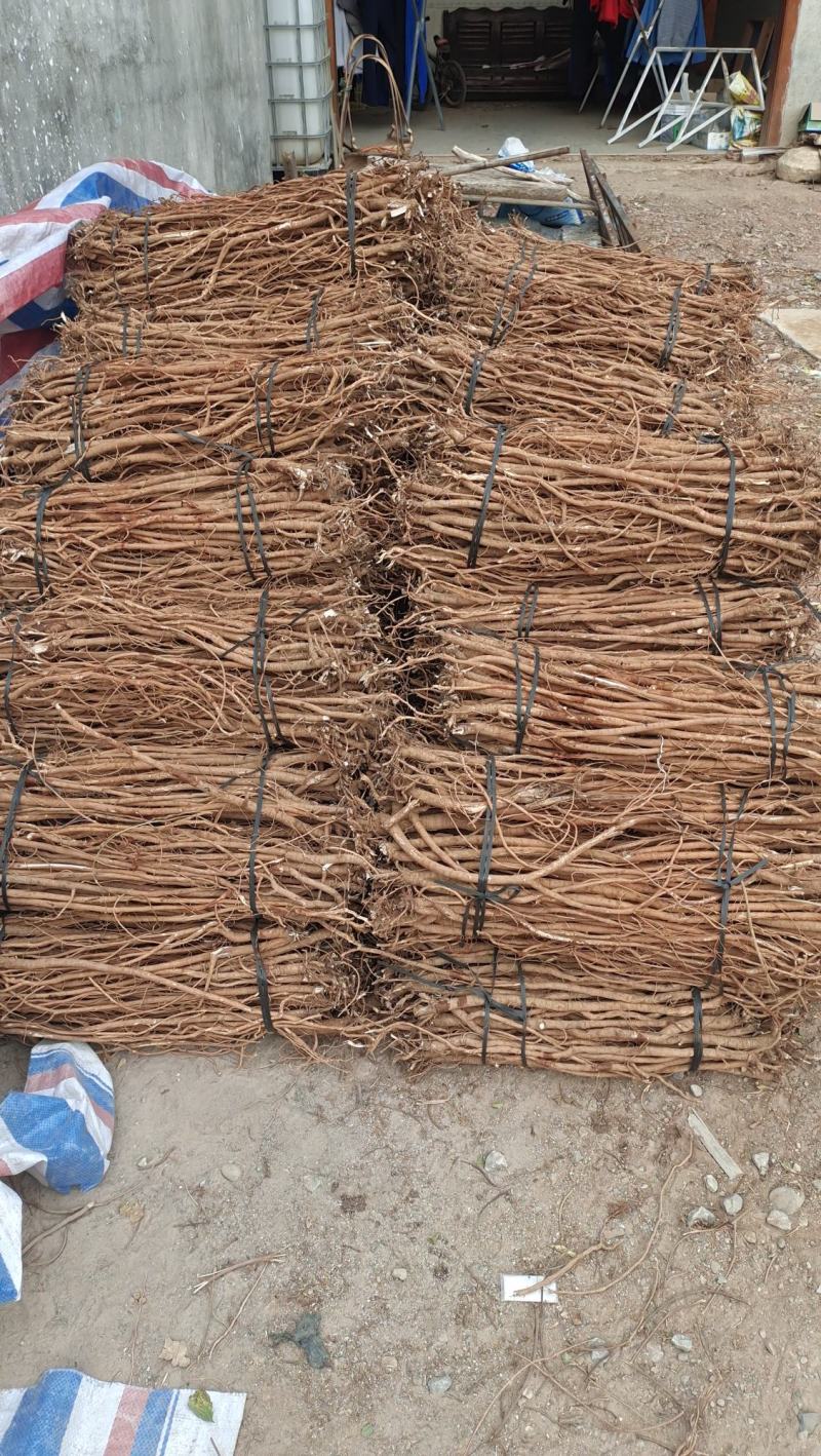 小叶红皮千斤拔种子供应产地一手货源
