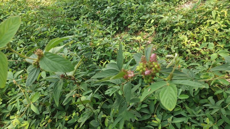 小叶红皮千斤拔种子供应产地一手货源