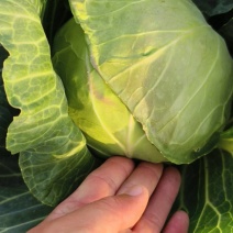 精品甘蓝大量现货供应
