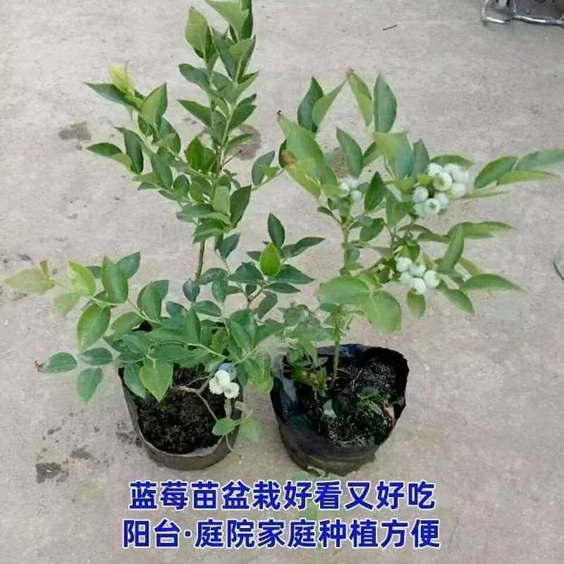 四季蓝莓苗地栽可食用耐寒盆栽