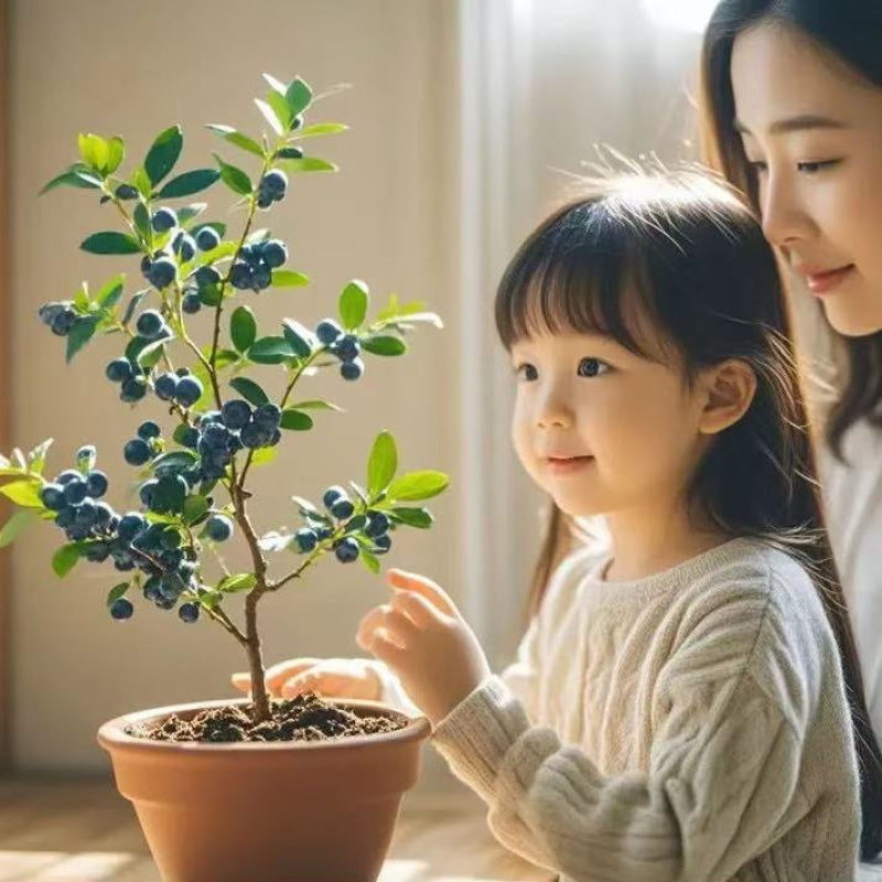 四季蓝莓苗地栽可食用耐寒盆栽