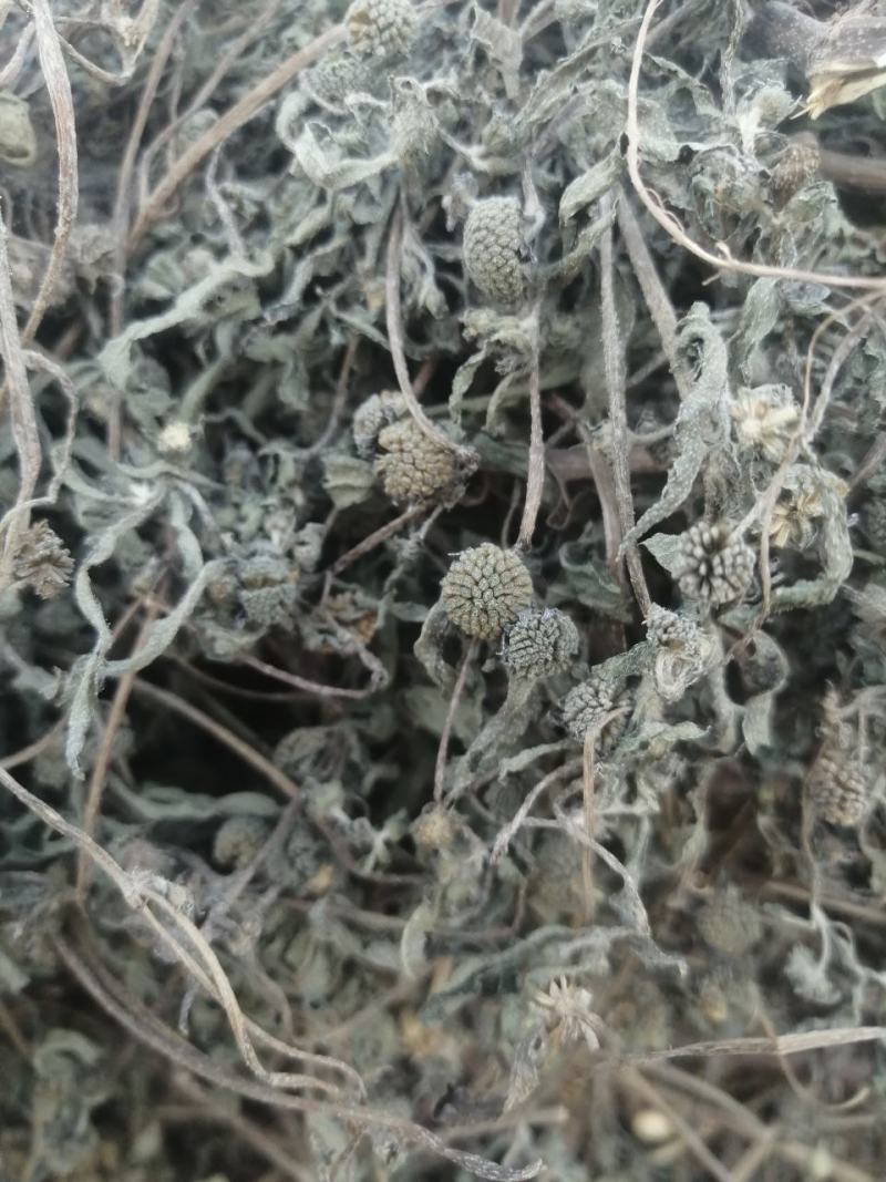 旱莲草墨旱莲