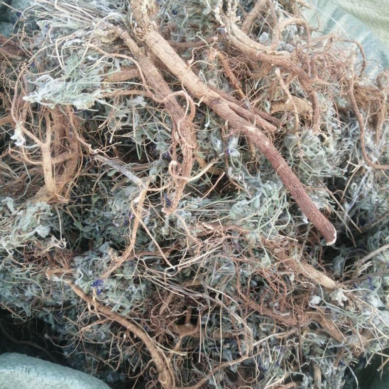 地丁地丁根