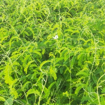 相思藤鸡骨草茶新鲜出炉啦