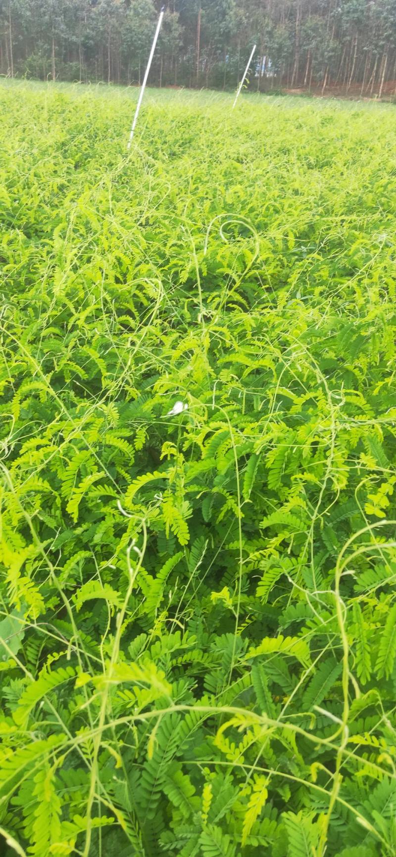相思藤鸡骨草茶新鲜出炉啦