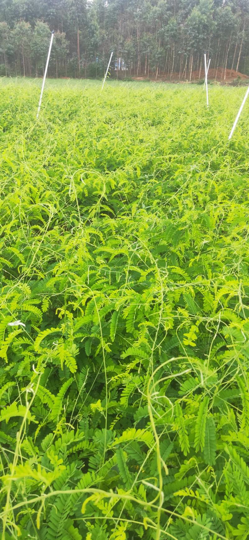 相思藤鸡骨草茶新鲜出炉啦