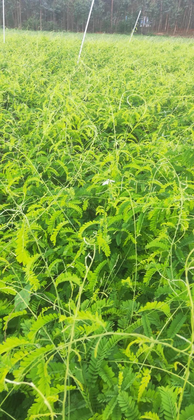 相思藤鸡骨草茶新鲜出炉啦