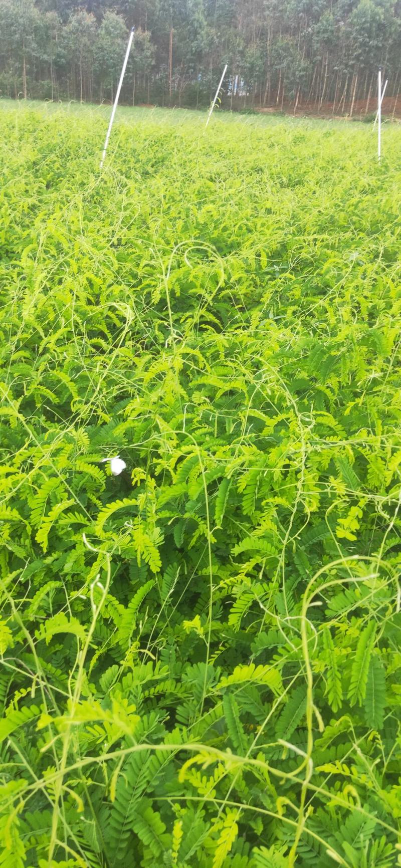 相思藤鸡骨草茶新鲜出炉啦