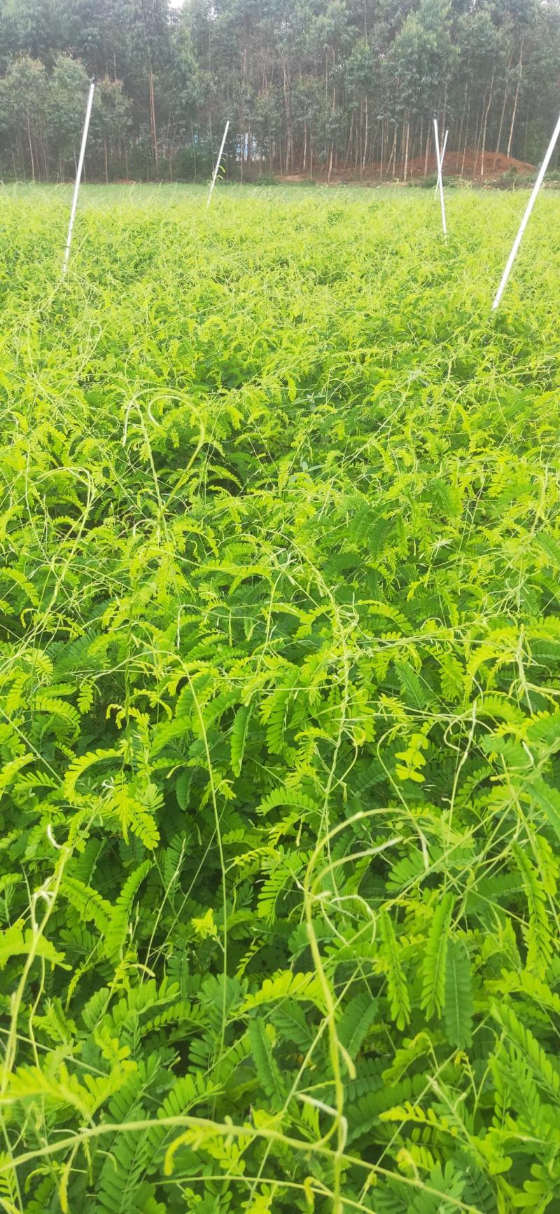 相思藤鸡骨草茶新鲜出炉啦